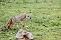 Golden Jackal
